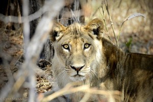 zambia-lion-1